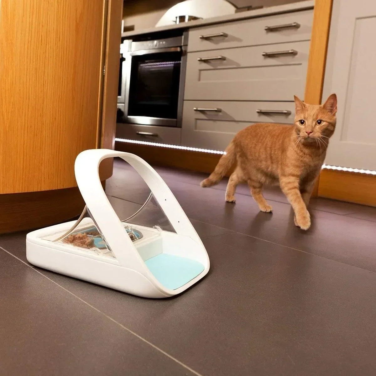 Comedero automático para mascotas - Comedero con microchip para mascotas - MPF001 - Apto para comida húmeda y seca - Toalla para mascotas de regalo de eOutletDeals